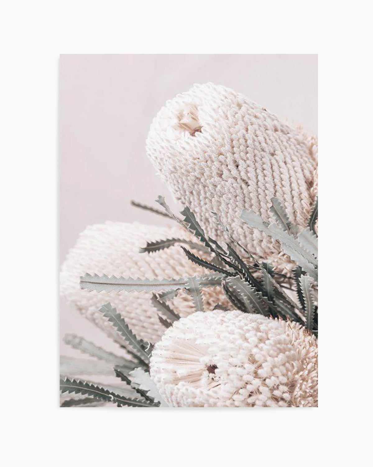 Nude Banksia I Art Print