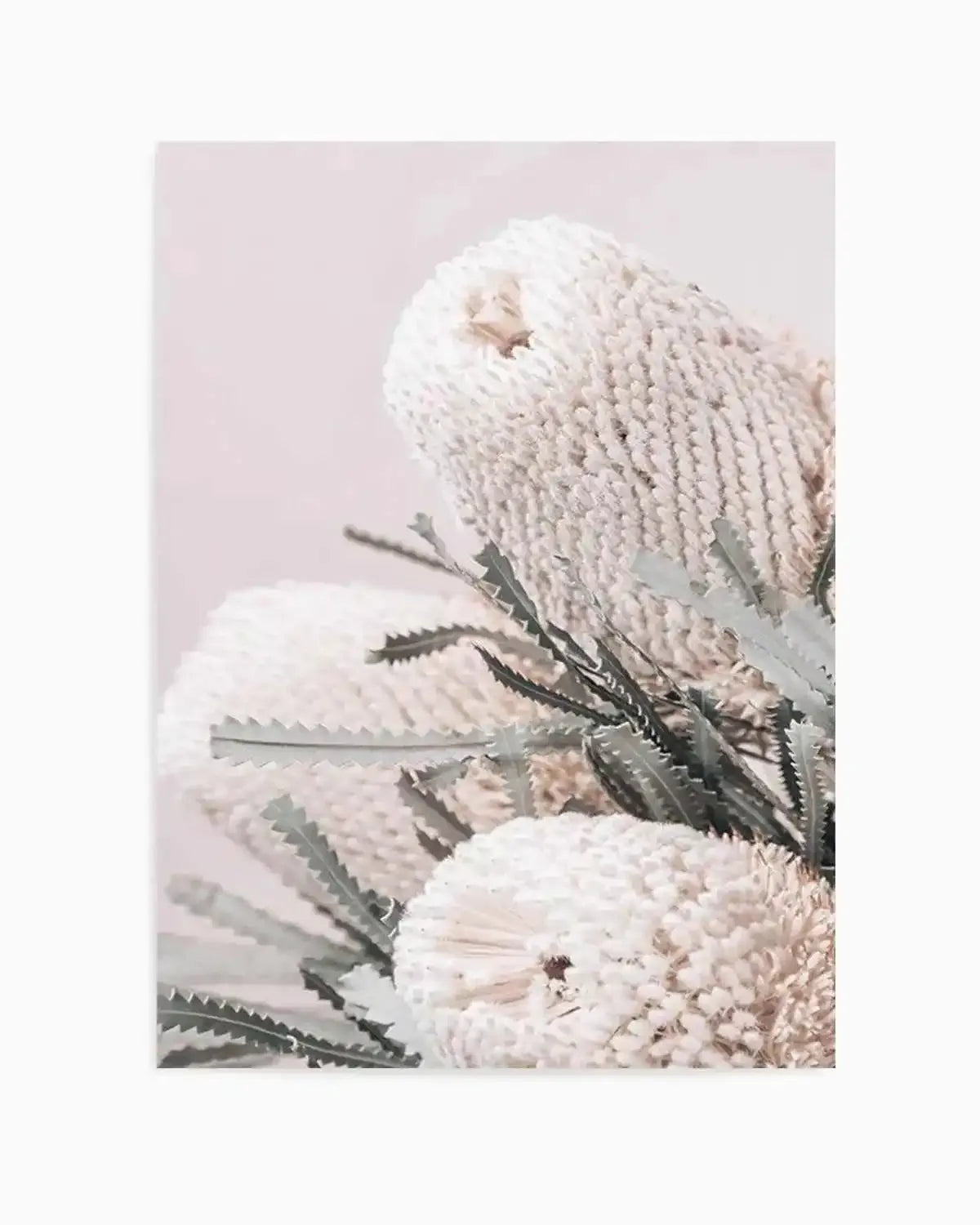Nude Banksia I Art Print from Olive et Oriel where you can shop wallpaper and artworks online