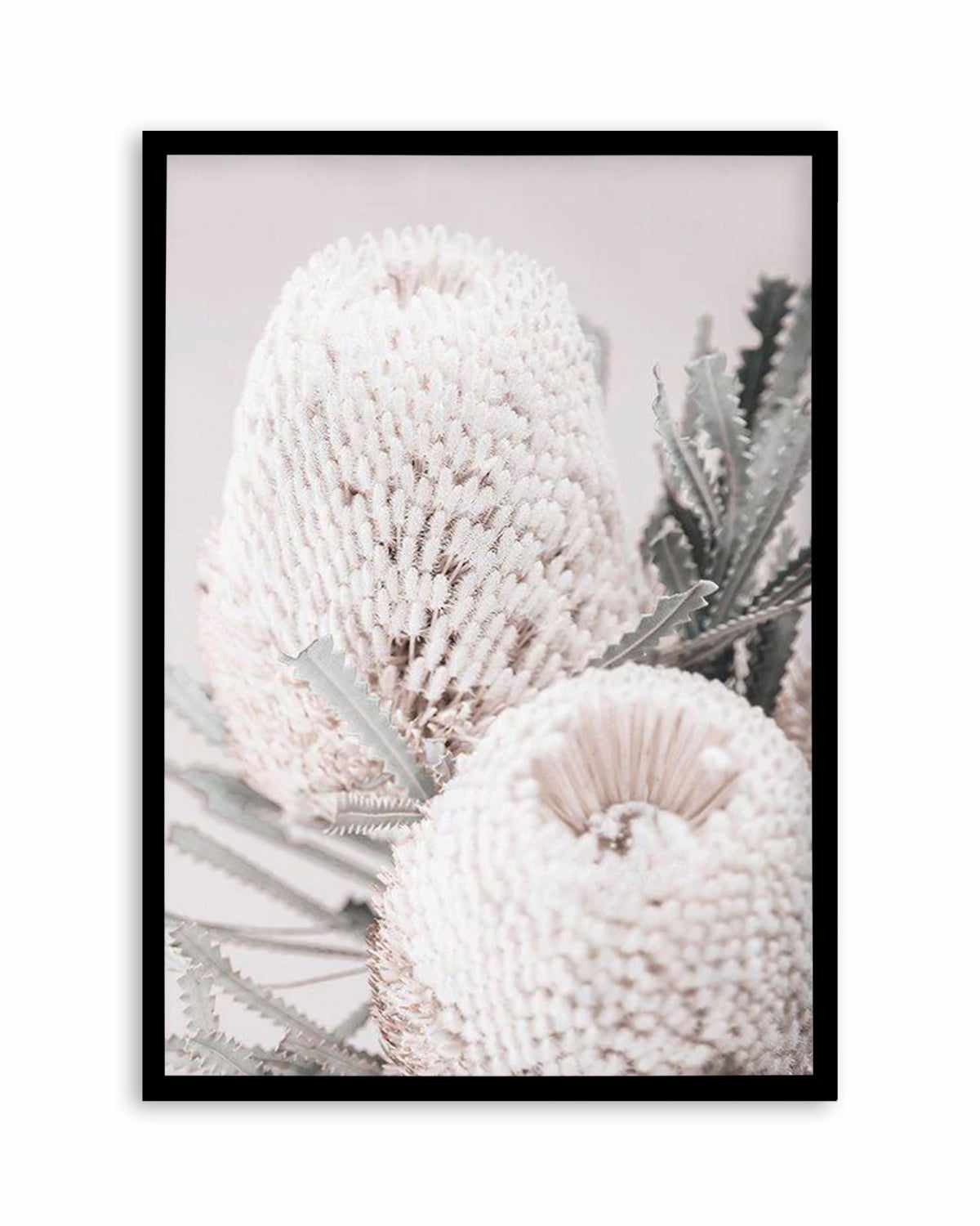 Nude Banksia II Art Print