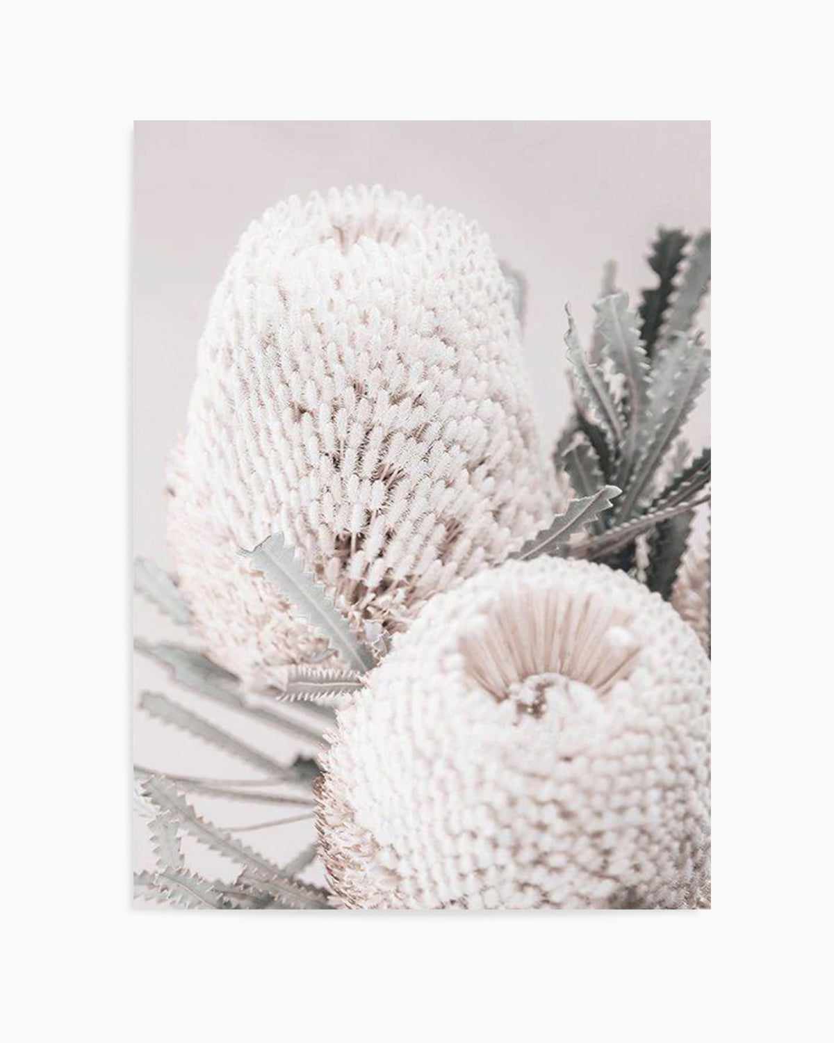 Nude Banksia II Art Print