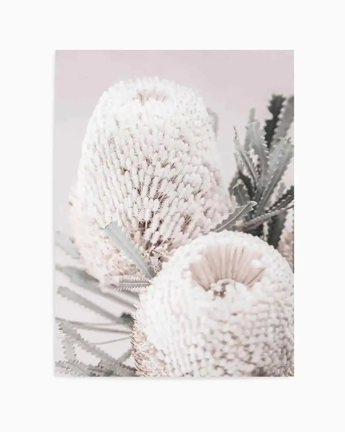 Nude Banksia II Art Print from Olive et Oriel where you can shop wallpaper and artworks online