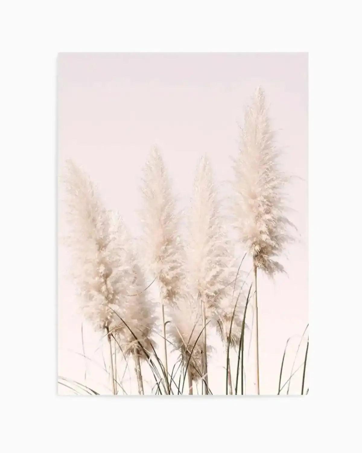 Nude Pampas I Art Print from Olive et Oriel where you can shop wallpaper and artworks online