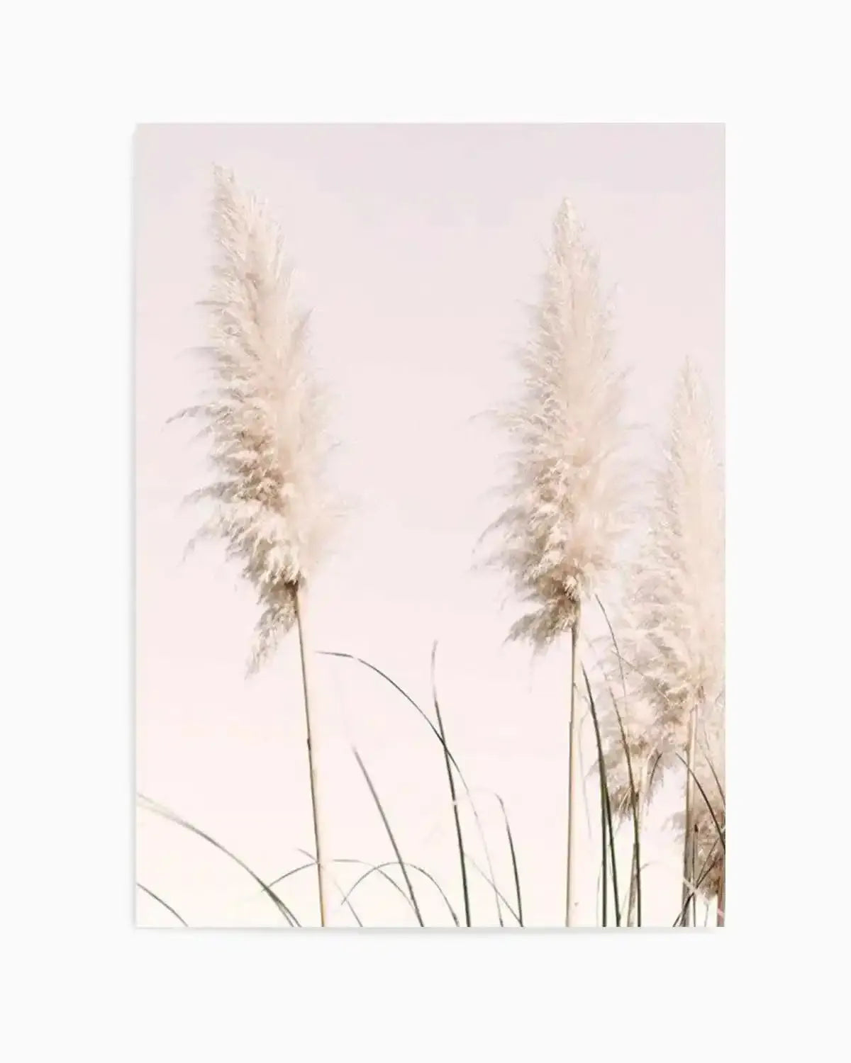 Nude Pampas II Art Print from Olive et Oriel where you can shop wallpaper and artworks online