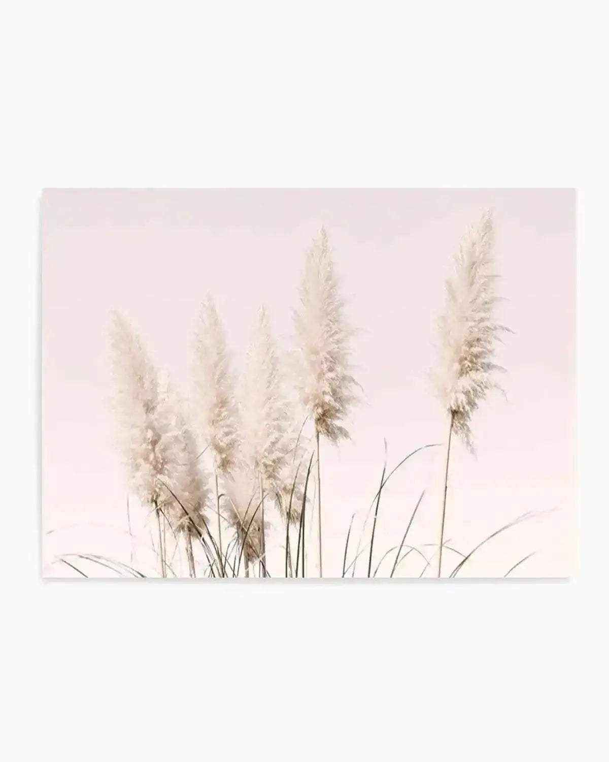 Nude Pampas | LS Art Print from Olive et Oriel where you can shop wallpaper and artworks online