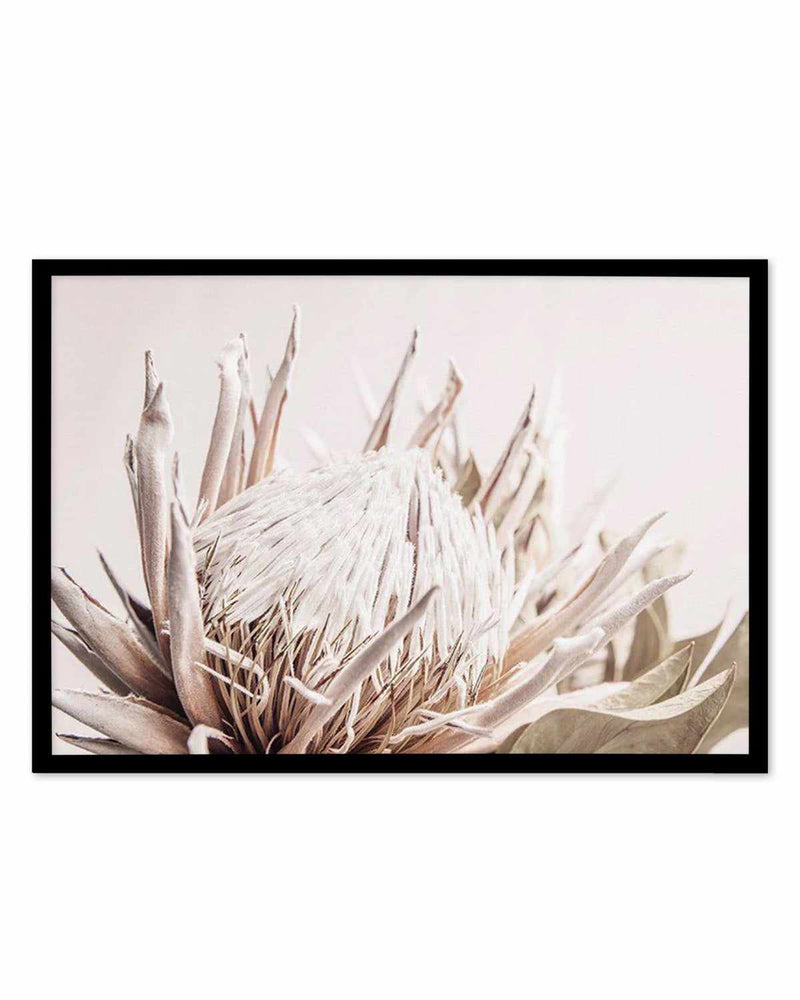 Nude Protea | LS Art Print