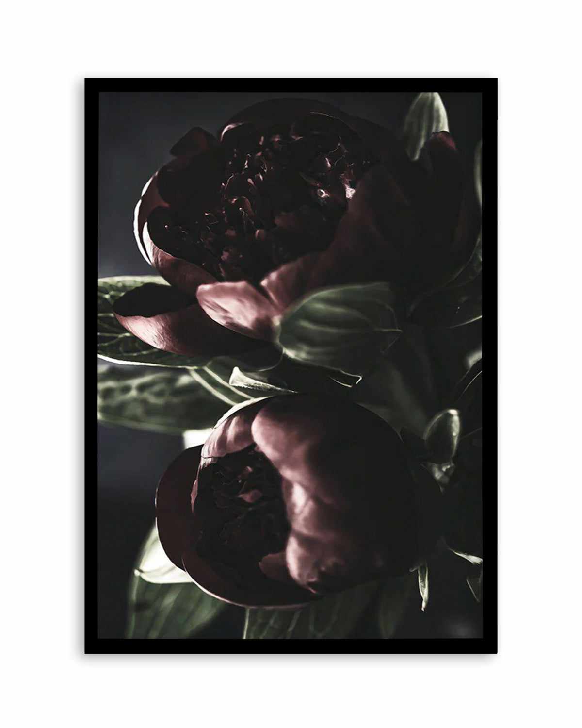 Nuit des Fleurs | Dark Peonies Art Print