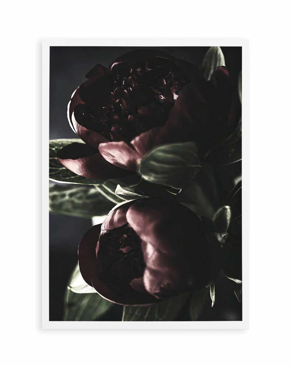 Nuit des Fleurs | Dark Peonies Art Print