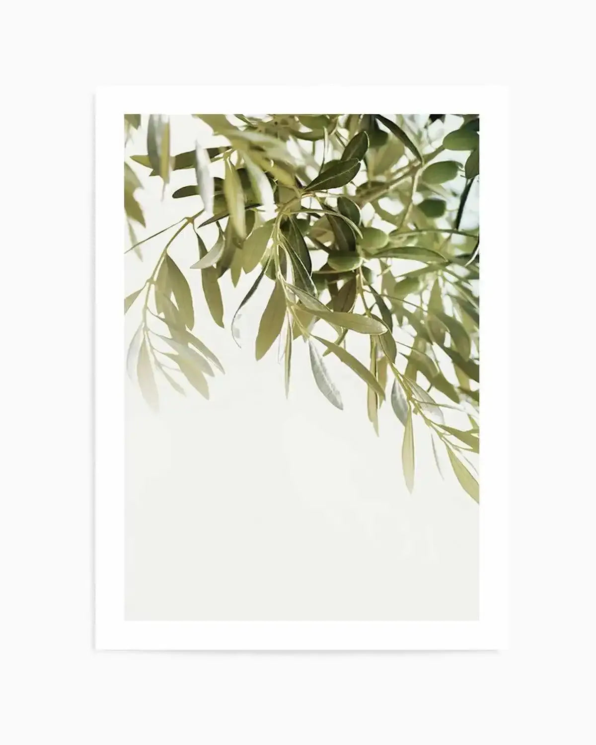 Olive Garden I Art Print from Olive et Oriel where you can shop wallpaper and artworks online