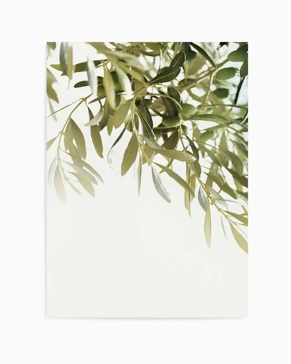 Olive Garden I Art Print from Olive et Oriel where you can shop wallpaper and artworks online