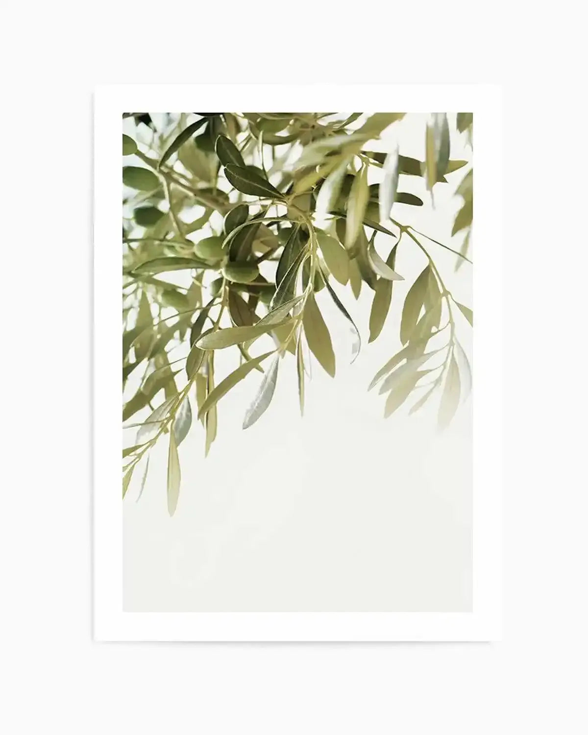 Olive Garden II Art Print from Olive et Oriel where you can shop wallpaper and artworks online