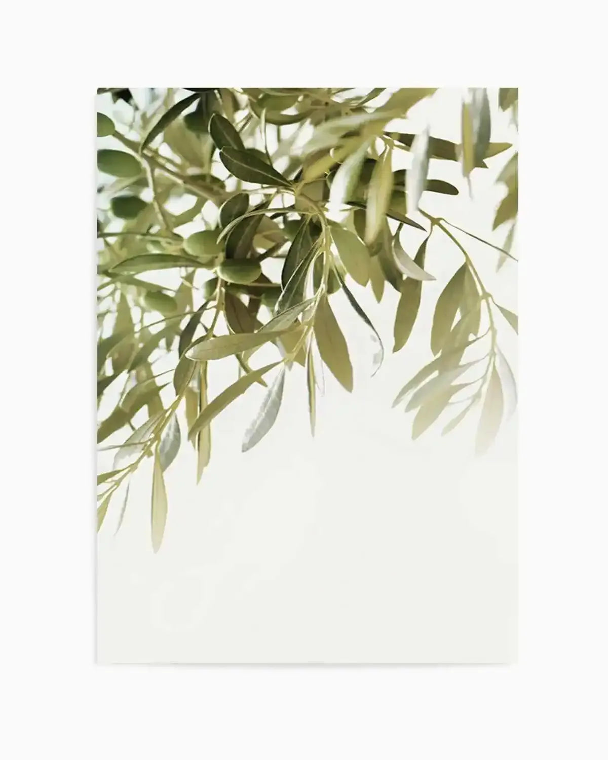 Olive Garden II Art Print from Olive et Oriel where you can shop wallpaper and artworks online