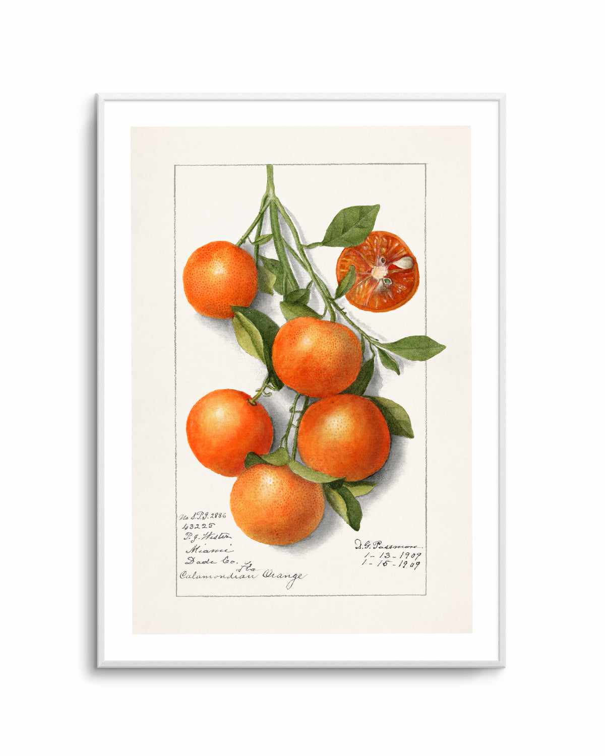 Orange Branch Vintage Poster Art Print