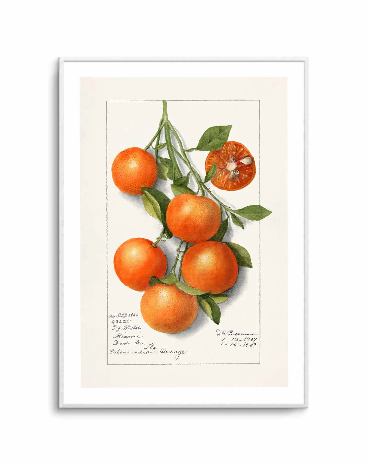 Orange Branch Vintage Poster Art Print from Olive et Oriel where you can shop wallpaper and artworks online