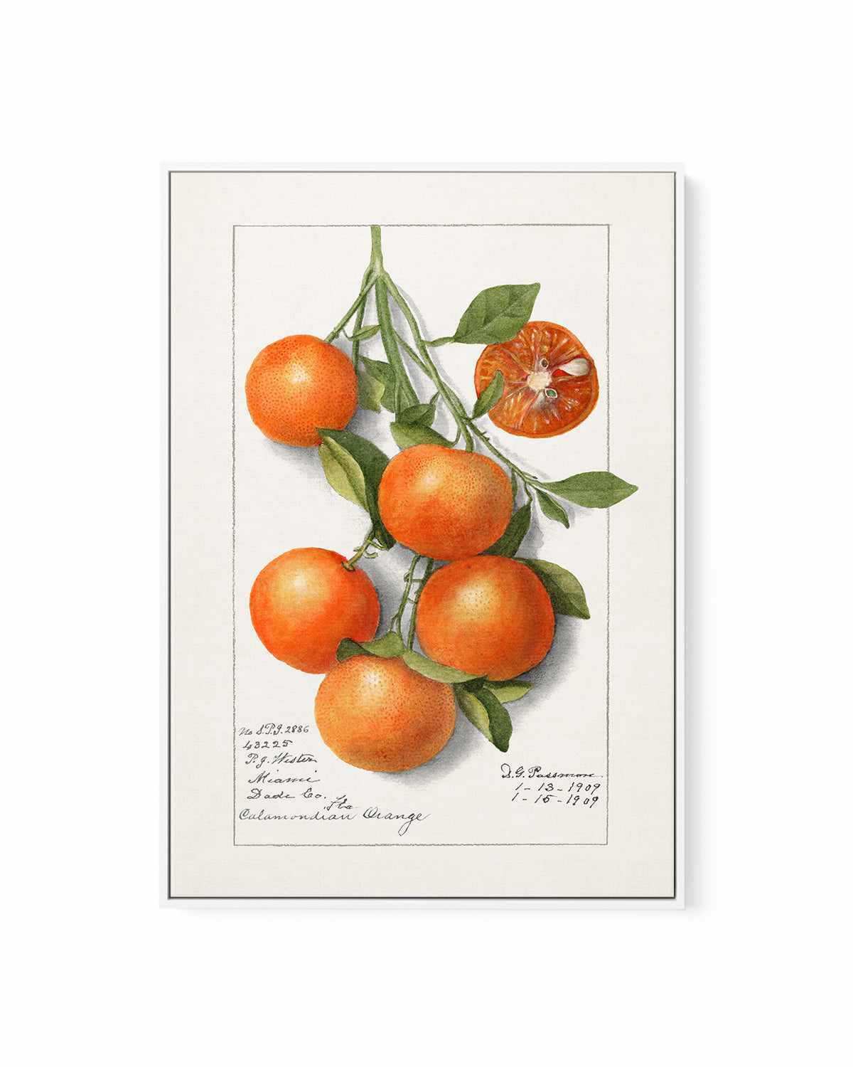 Orange Branch Vintage Poster | Framed Canvas Art Print