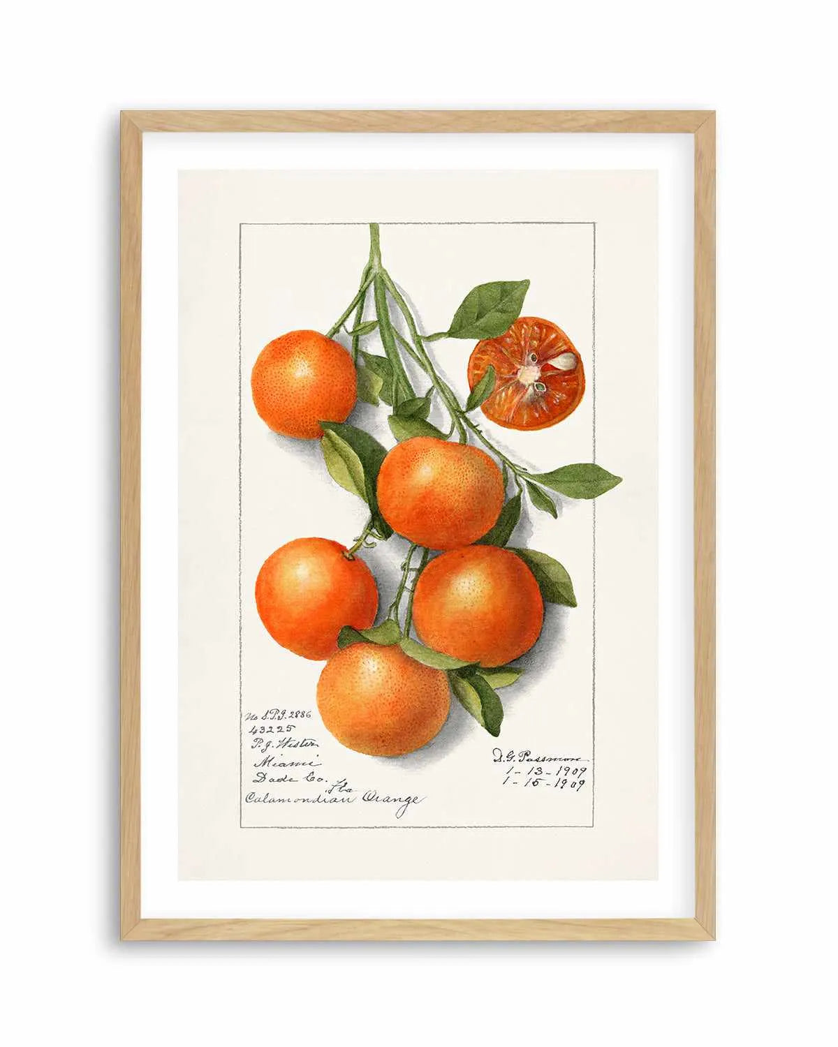Orange Branch Vintage Poster Art Print from Olive et Oriel where you can shop wallpaper and artworks online