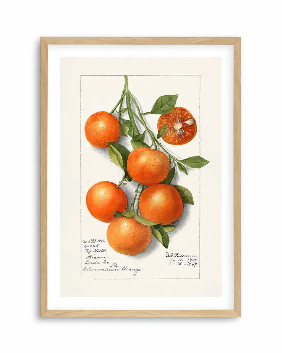 Orange Branch Vintage Poster Art Print from Olive et Oriel where you can shop wallpaper and artworks online