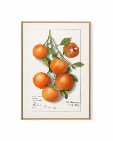 Orange Branch Vintage Poster | Framed Canvas Art Print from Olive et Oriel where you can shop wallpaper and artworks online
