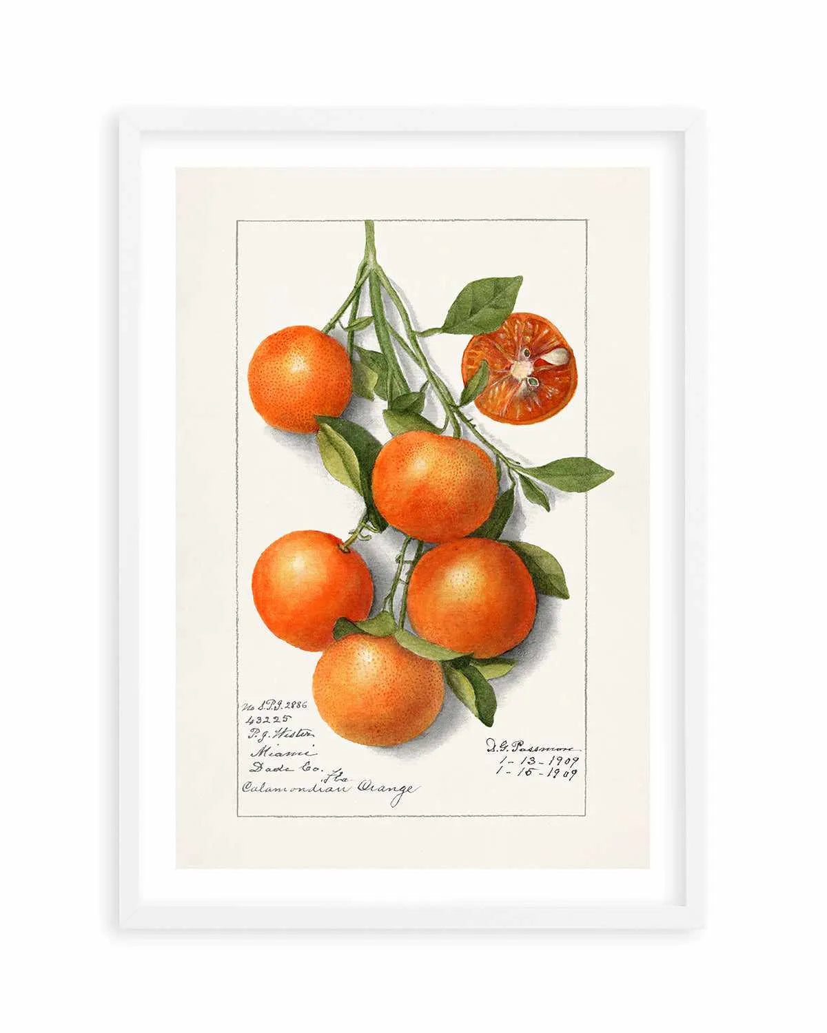 Orange Branch Vintage Poster Art Print from Olive et Oriel where you can shop wallpaper and artworks online