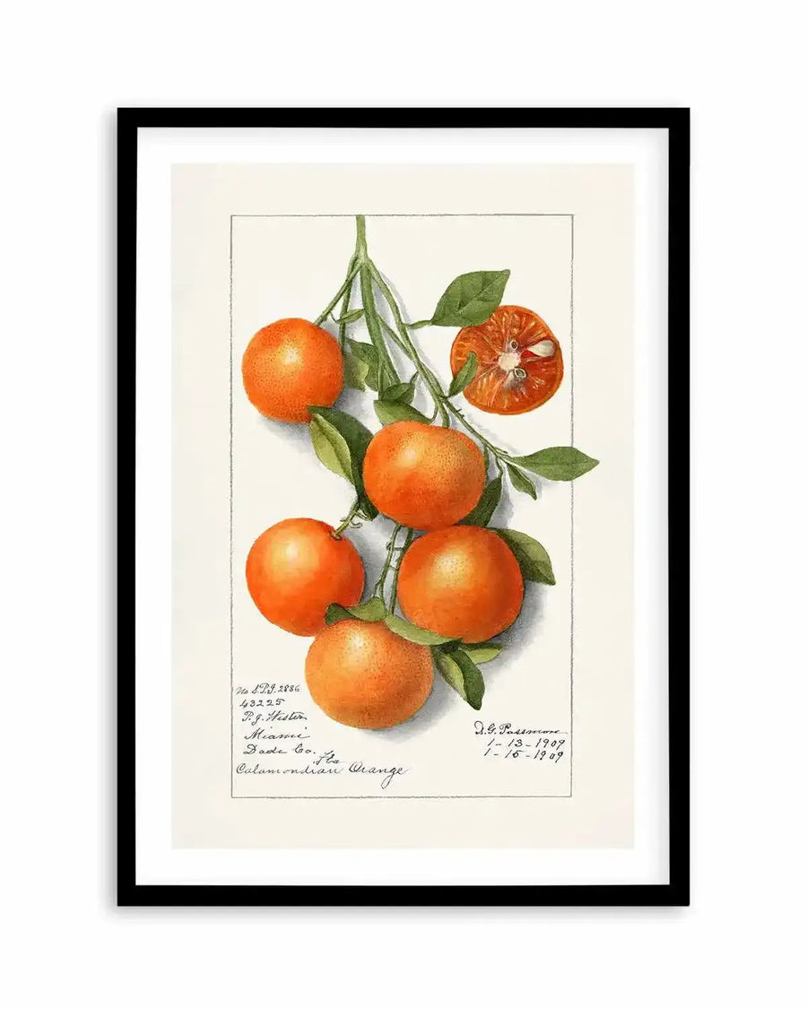 Orange Branch Vintage Poster Art Print from Olive et Oriel where you can shop wallpaper and artworks online