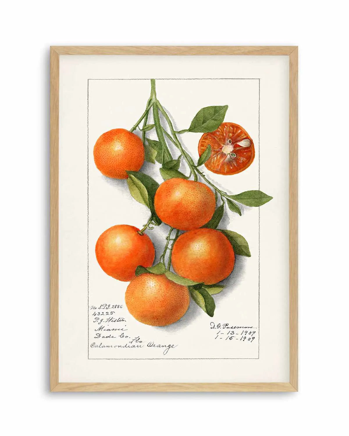 Orange Branch Vintage Poster Art Print from Olive et Oriel where you can shop wallpaper and artworks online
