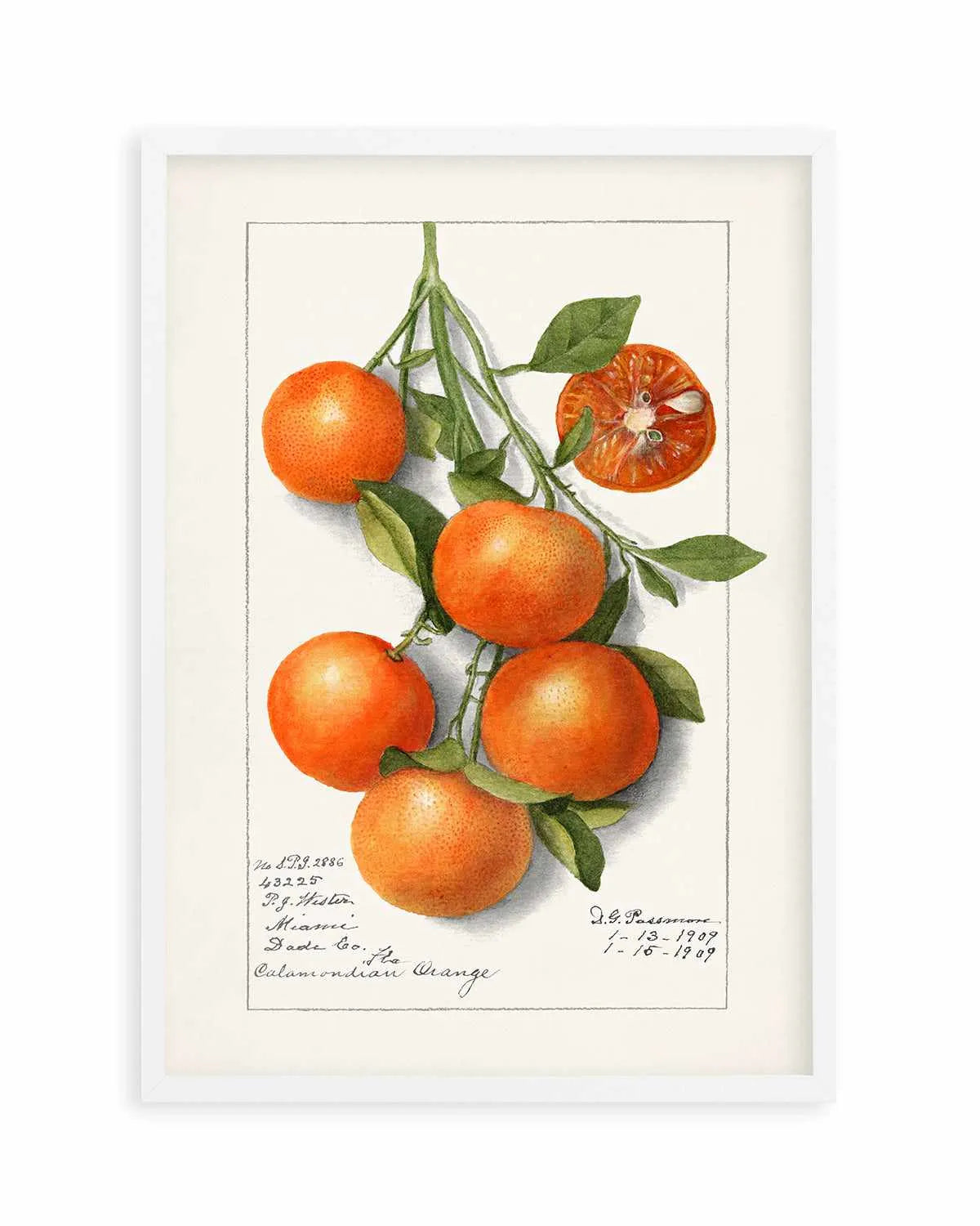 Orange Branch Vintage Poster Art Print from Olive et Oriel where you can shop wallpaper and artworks online