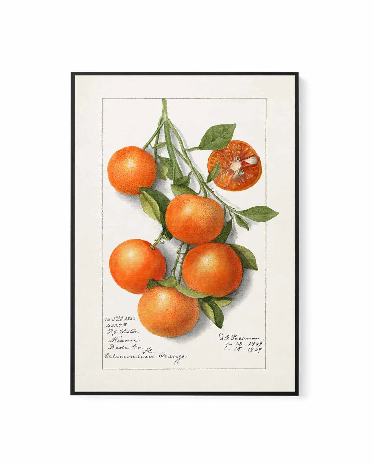 Orange Branch Vintage Poster | Framed Canvas Art Print from Olive et Oriel where you can shop wallpaper and artworks online