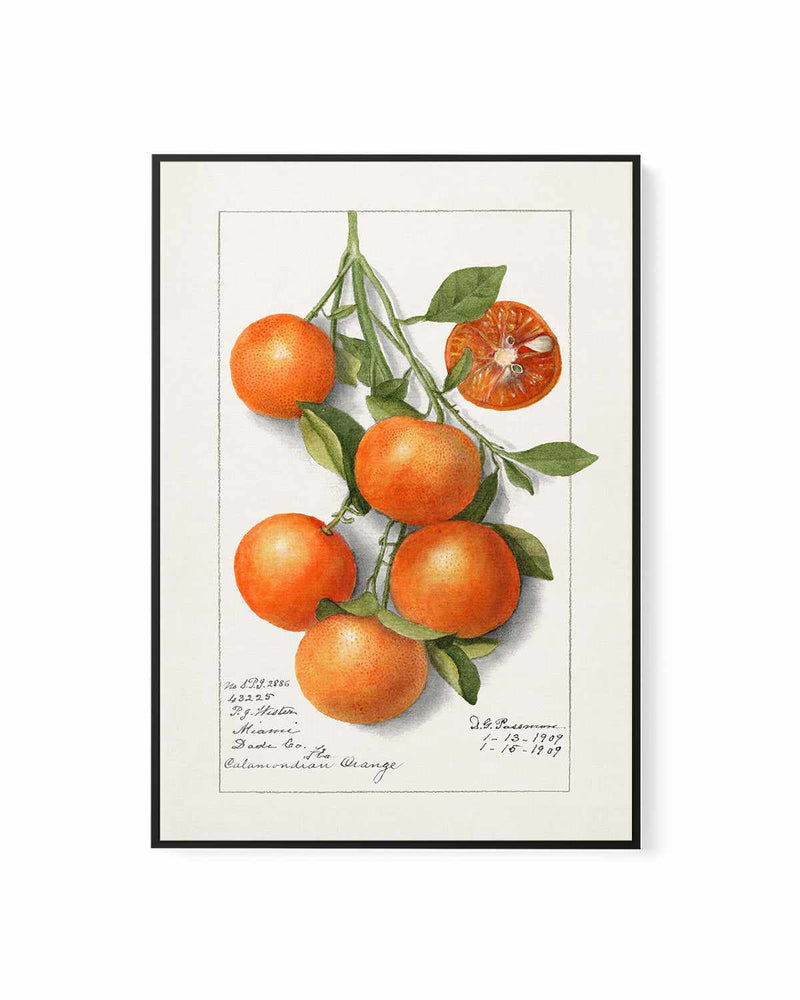 Orange Branch Vintage Poster | Framed Canvas Art Print