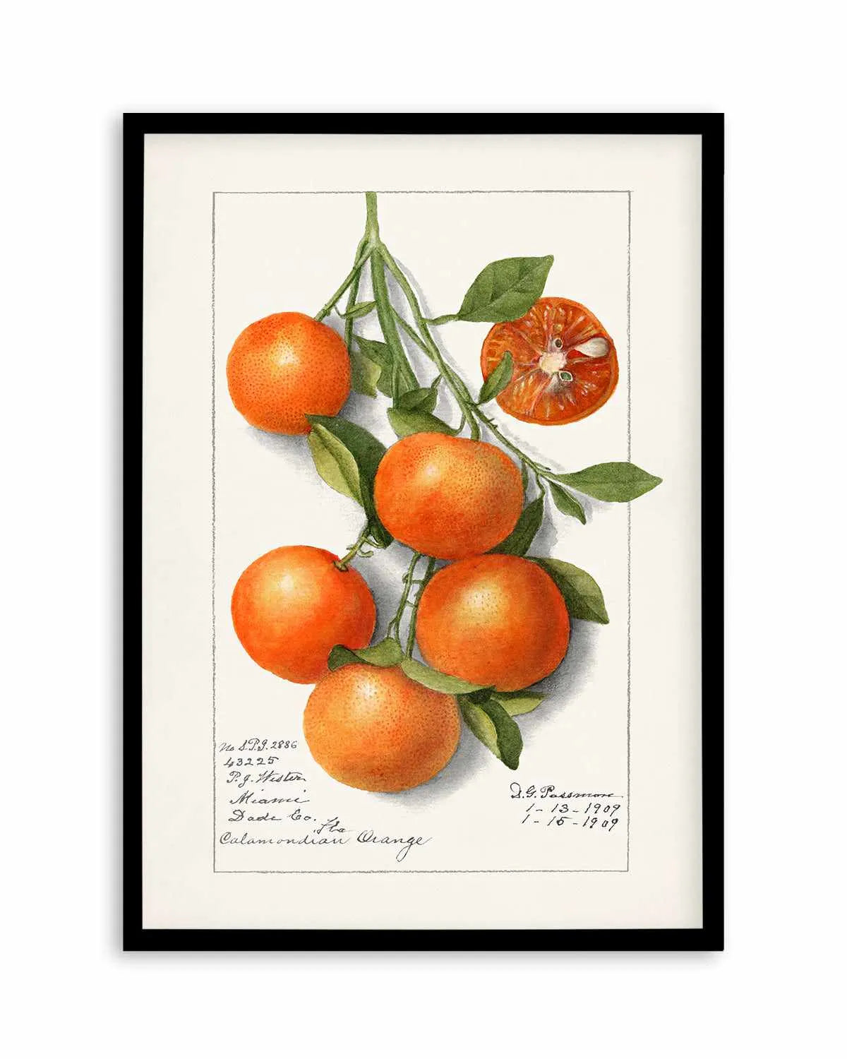 Orange Branch Vintage Poster Art Print from Olive et Oriel where you can shop wallpaper and artworks online