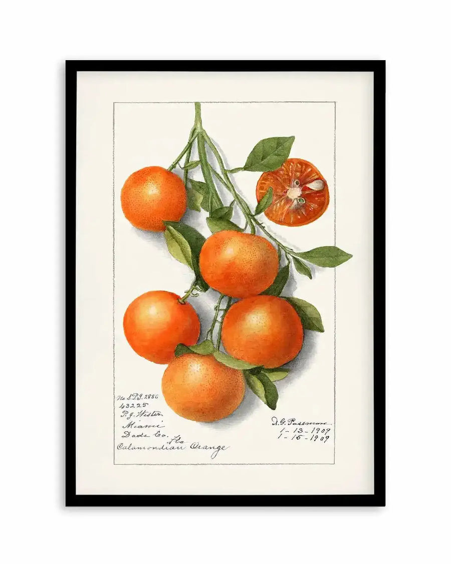 Orange Branch Vintage Poster Art Print from Olive et Oriel where you can shop wallpaper and artworks online