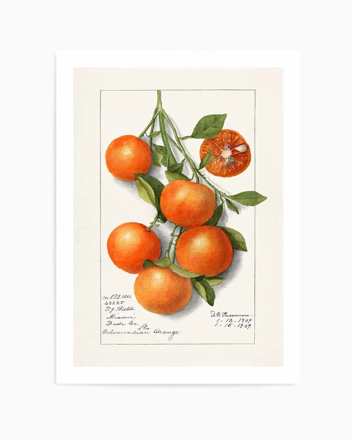 Orange Branch Vintage Poster Art Print from Olive et Oriel where you can shop wallpaper and artworks online