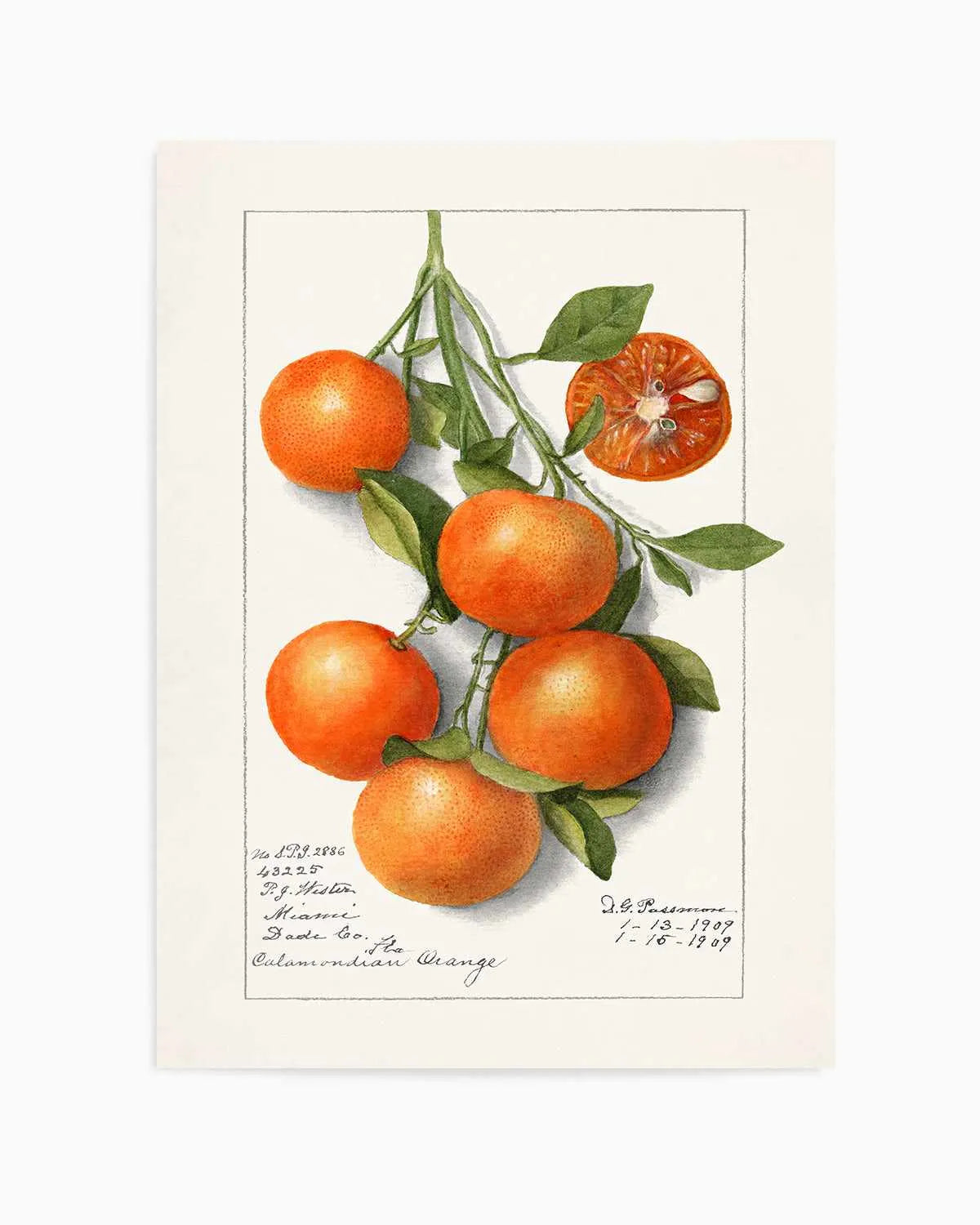 Orange Branch Vintage Poster Art Print from Olive et Oriel where you can shop wallpaper and artworks online