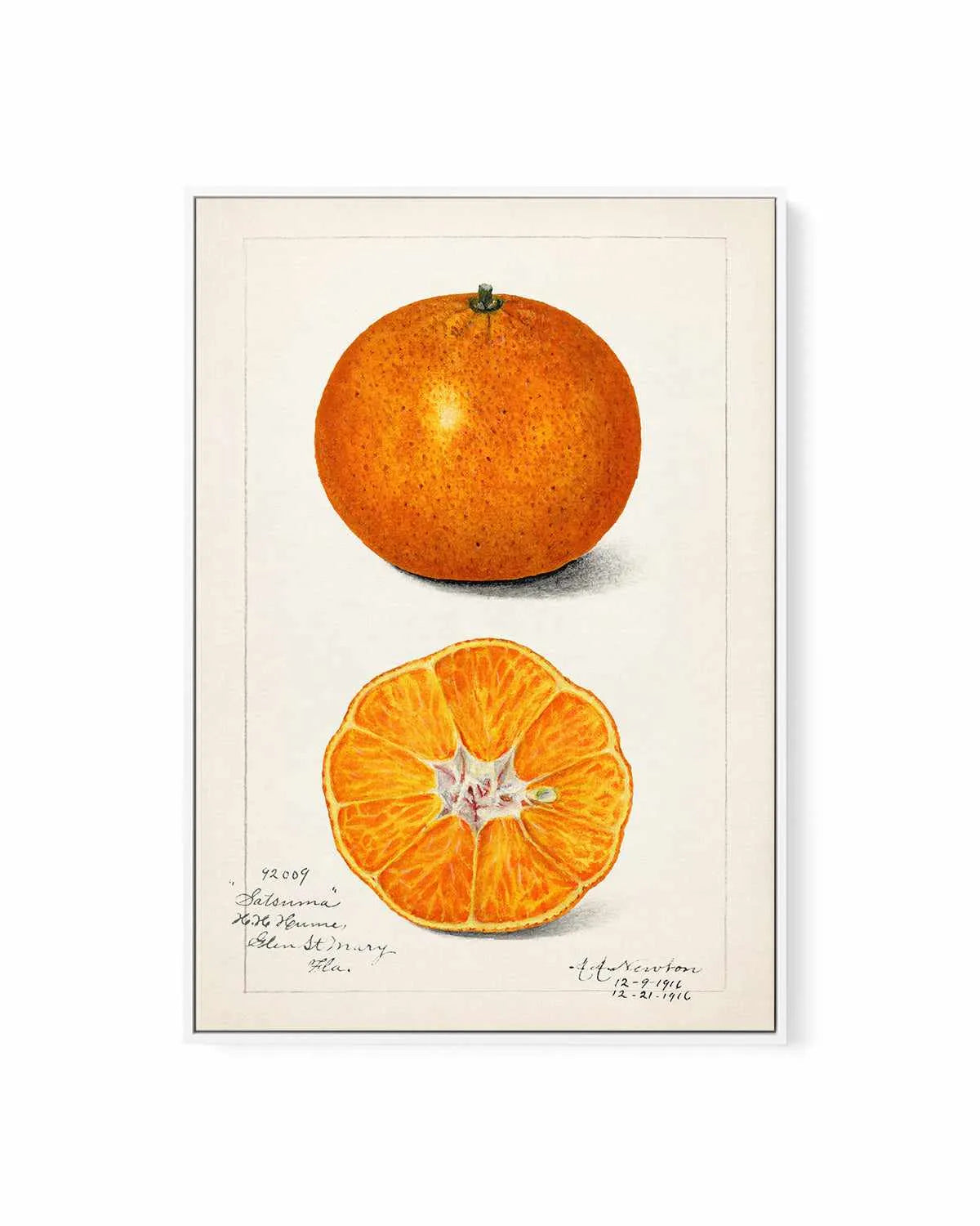 Orange Vintage Poster | Framed Canvas Art Print from Olive et Oriel where you can shop wallpaper and artworks online