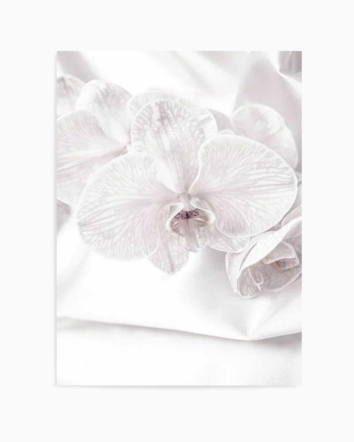 Orchids I Art Print