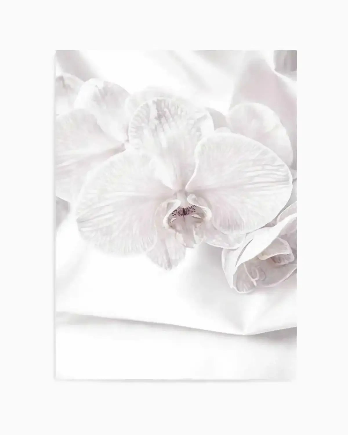 Orchids I Art Print from Olive et Oriel where you can shop wallpaper and artworks online