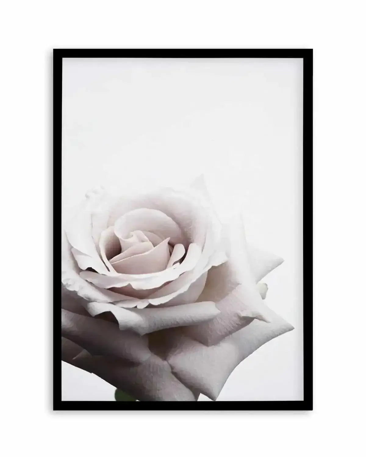 Oscar Rose Art Print from Olive et Oriel where you can shop wallpaper and artworks online