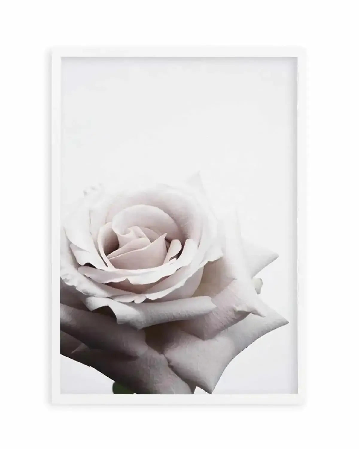 Oscar Rose Art Print from Olive et Oriel where you can shop wallpaper and artworks online