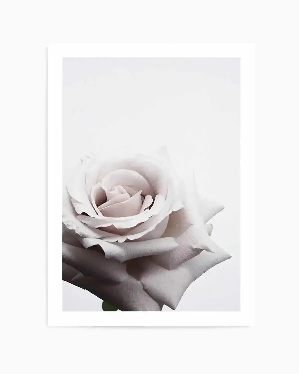 Oscar Rose Art Print from Olive et Oriel where you can shop wallpaper and artworks online