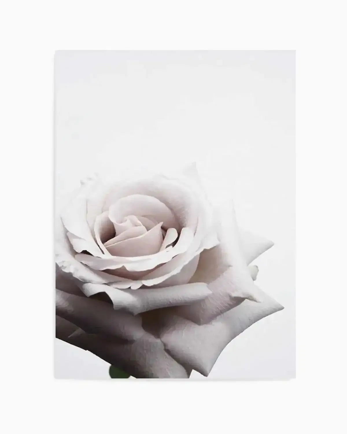 Oscar Rose Art Print from Olive et Oriel where you can shop wallpaper and artworks online