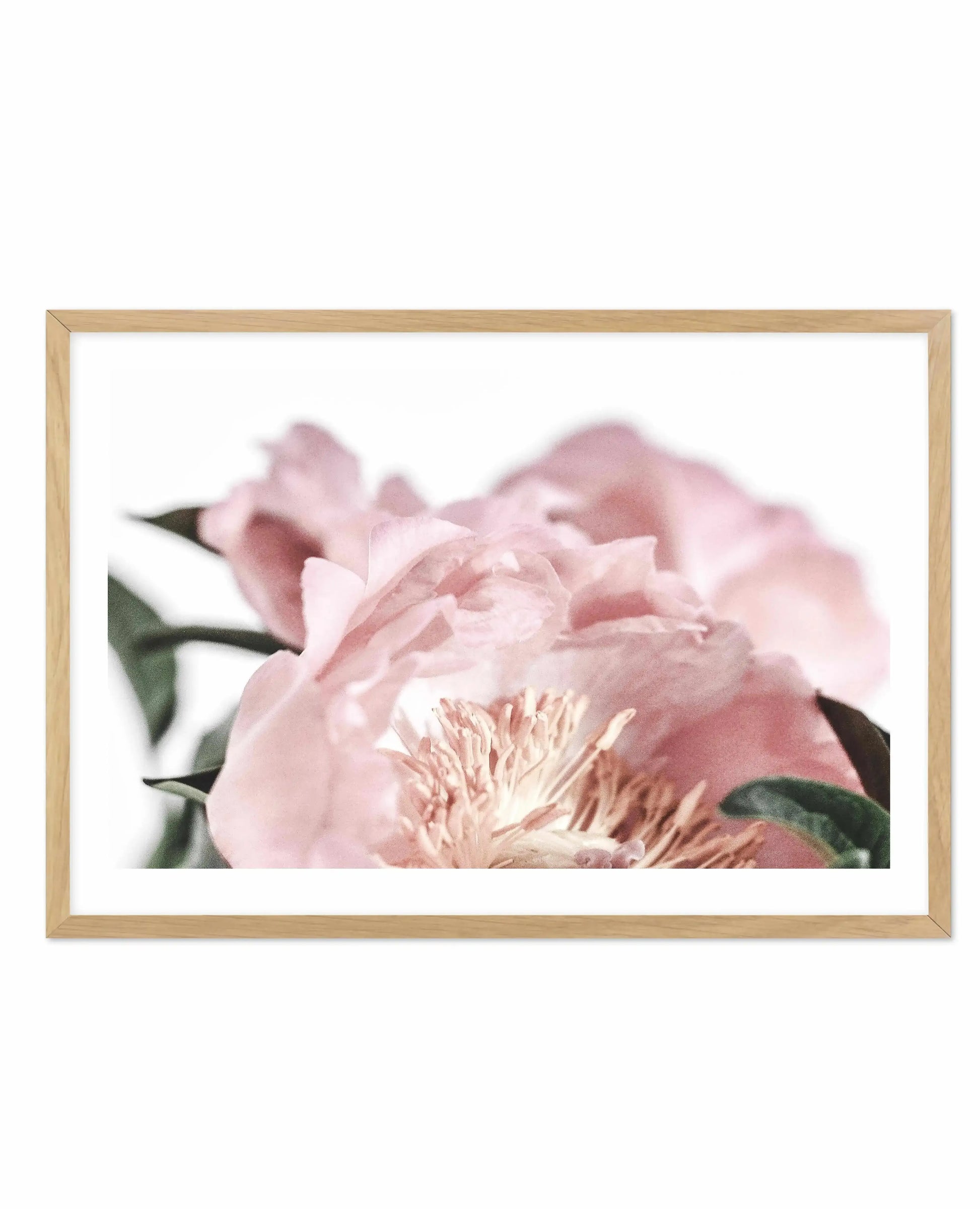 Peonies II Art Print-PRINT-Olive et Oriel-Olive et Oriel-A5 | 5.8" x 8.3" | 14.8 x 21cm-Oak-With White Border-Buy-Australian-Art-Prints-Online-with-Olive-et-Oriel-Your-Artwork-Specialists-Austrailia-Decorate-With-Coastal-Photo-Wall-Art-Prints-From-Our-Beach-House-Artwork-Collection-Fine-Poster-and-Framed-Artwork