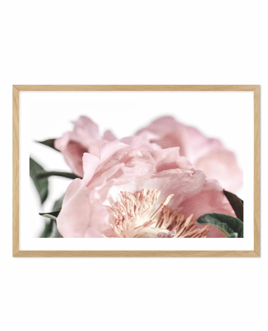 Framed art print of a close-up photograph of blush pink peonies with layered, ruffled petals and a pale cream-colored center with visible stamens. Green leaves and stems are visible on the left side. The image has soft focus in the background petals, creating depth. The photograph is mounted on a white border and displayed in a natural wood frame.
