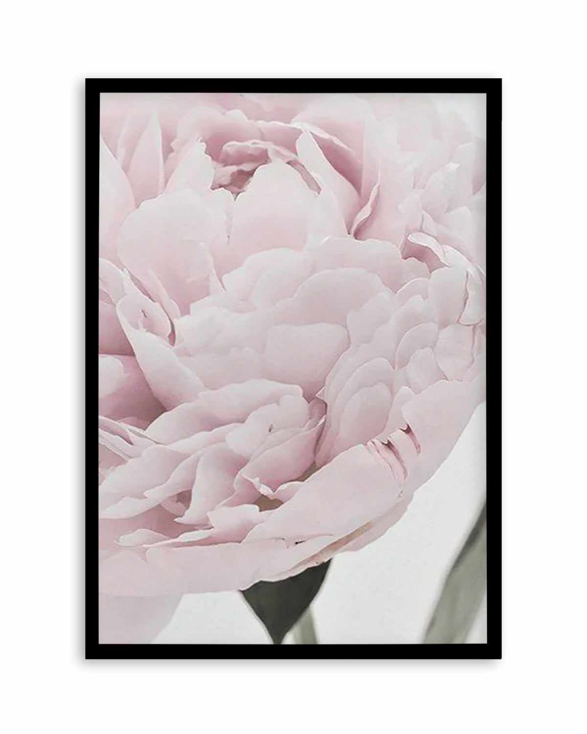 Paeonia Art Print