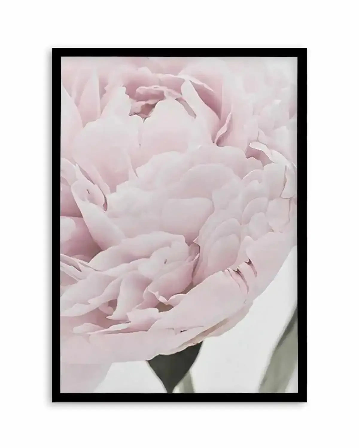 Paeonia Art Print from Olive et Oriel where you can shop wallpaper and artworks online