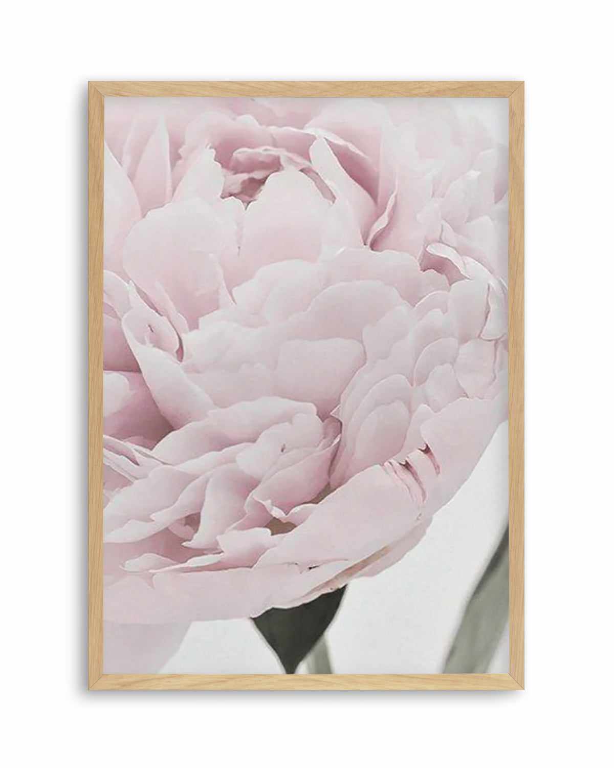 Paeonia Art Print