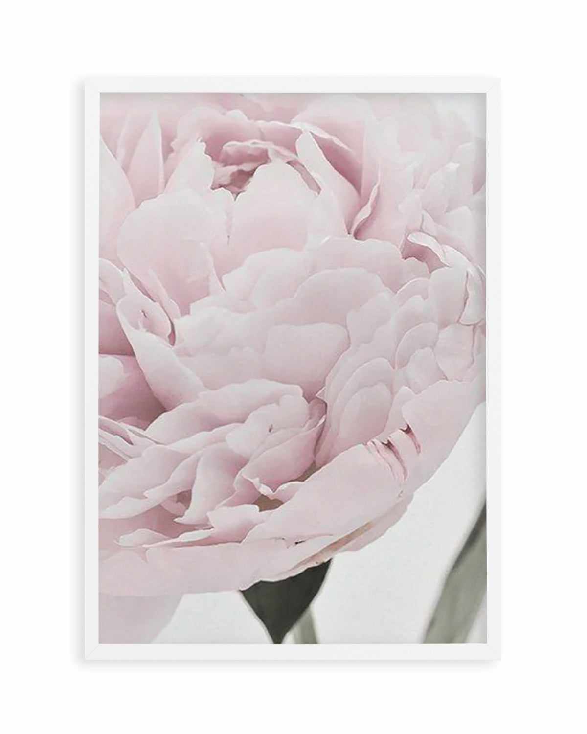 Paeonia Art Print