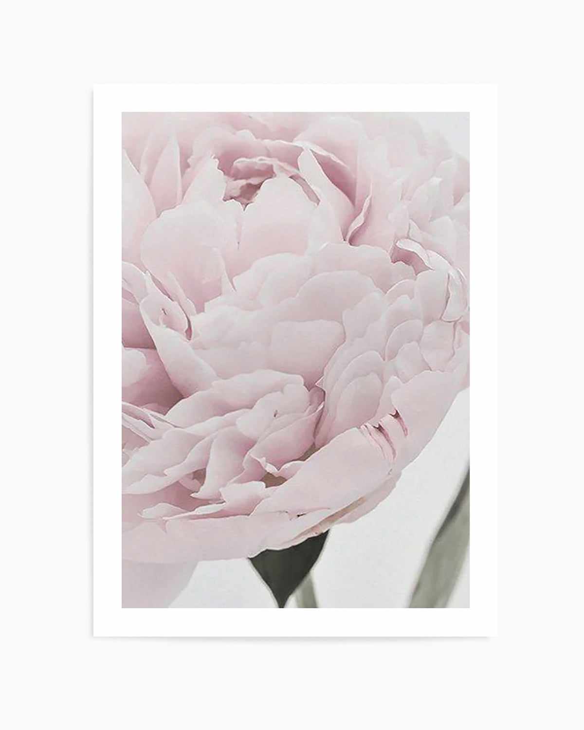 Paeonia Art Print