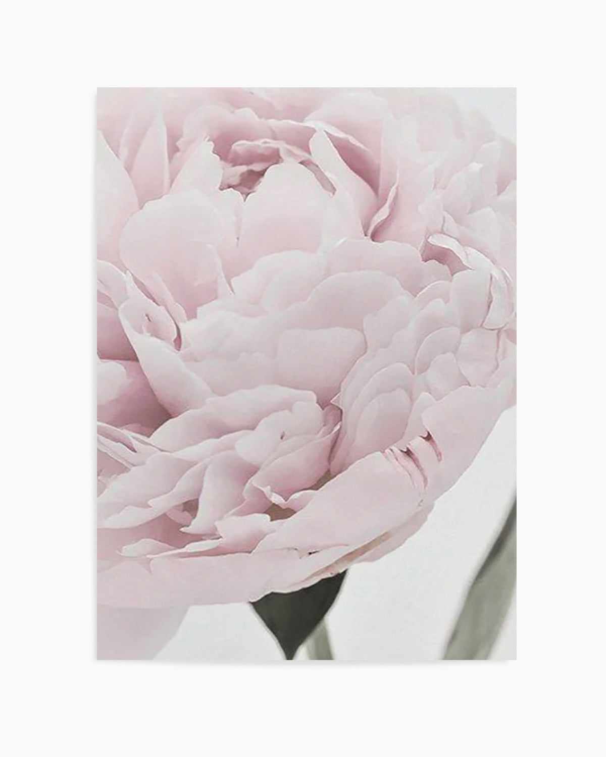 Paeonia Art Print