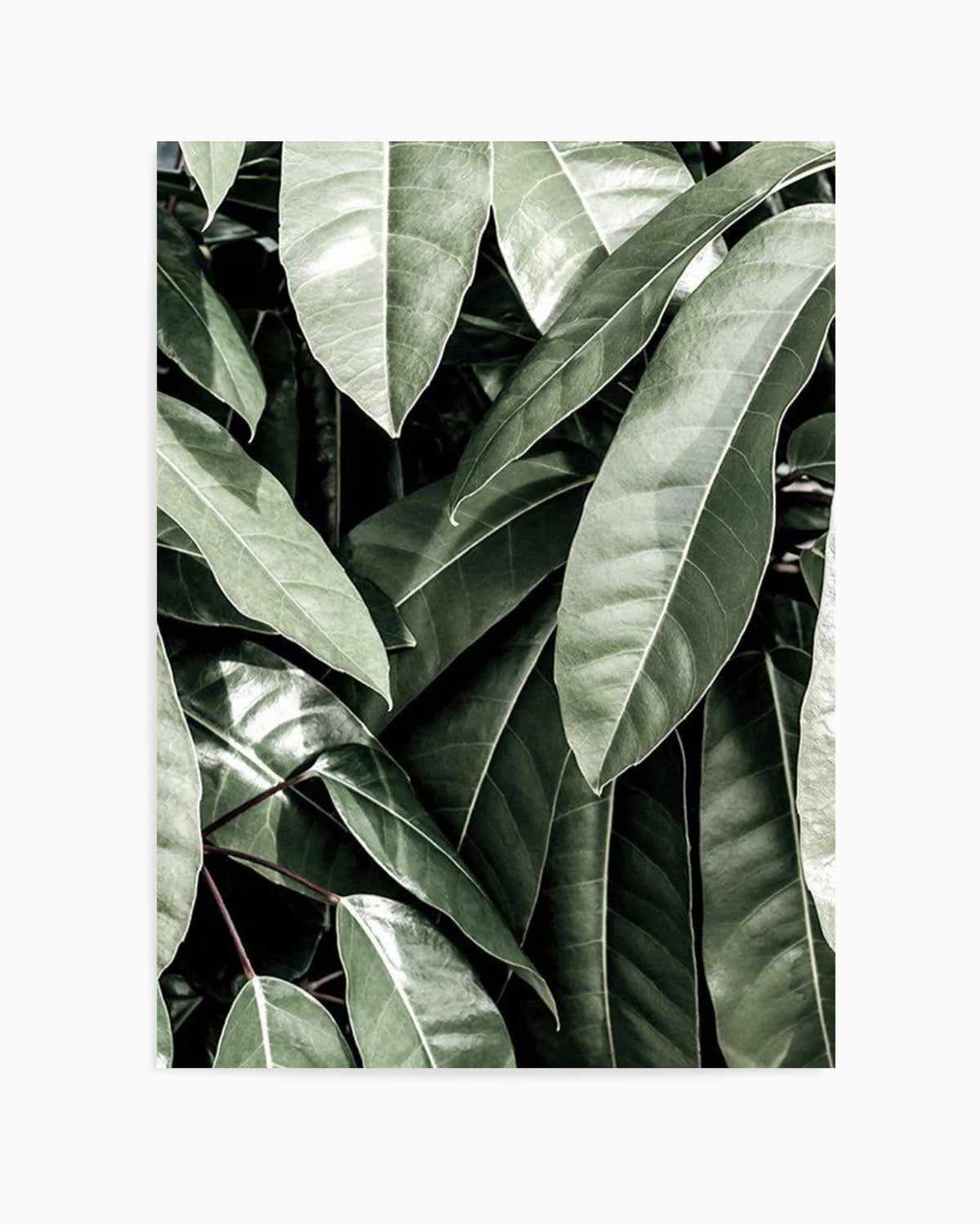 Pale Leaves Art Print