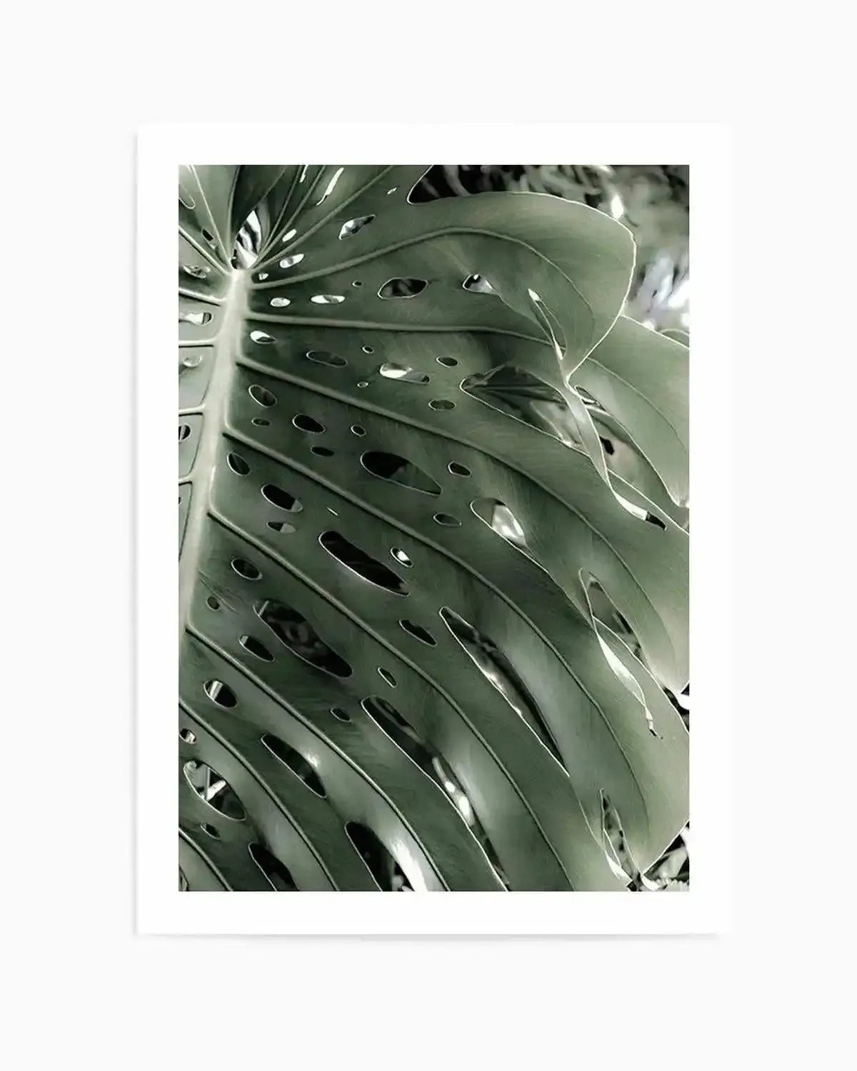 Pale Monstera Art Print from Olive et Oriel where you can shop wallpaper and artworks online