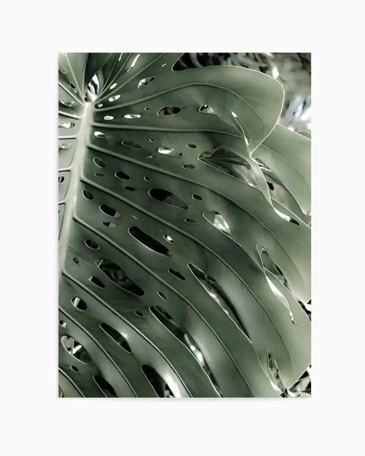 Pale Monstera Art Print from Olive et Oriel where you can shop wallpaper and artworks online