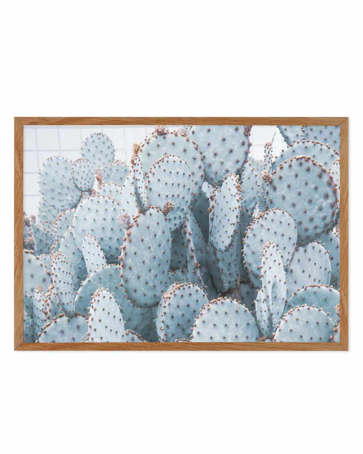 Pale Prickly Pear Cactus | LS Art Print